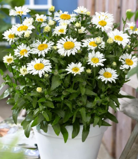 Leucanthemum x superbum 'Ooh La LaCrosse'